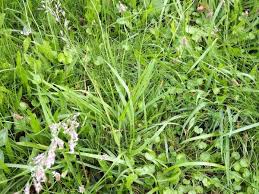 Attēlu rezultāti vaicājumam “Festuca pratensis”