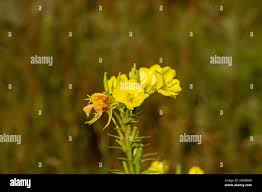 Attēlu rezultāti vaicājumam “Onagraceae”