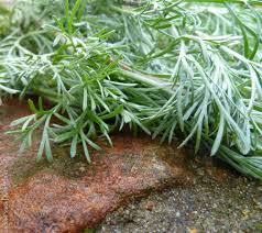 Attēlu rezultāti vaicājumam “Artemisia absinthium leaf”