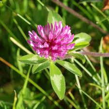 Attēlu rezultāti vaicājumam “Trifolium pratense”