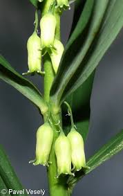 Attēlu rezultāti vaicājumam “Polygonatum verticillatum bud”