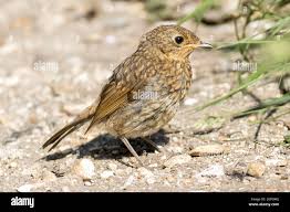 Attēlu rezultāti vaicājumam “Erithacus rubecula juvenile”