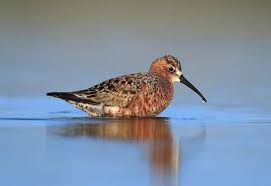 Attēlu rezultāti vaicājumam “Calidris ferruginea adult”