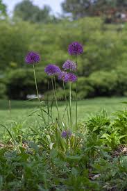 Attēlu rezultāti vaicājumam “Allium holandicum flower”
