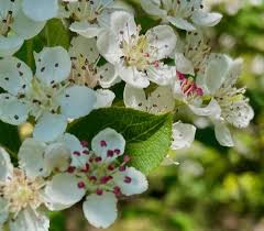 Attēlu rezultāti vaicājumam “Aronia melanocarpa flower”