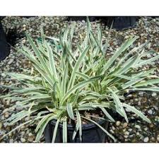 Image result for Heuchera `Swirling Fantasy`