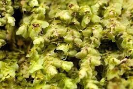 Attēlu rezultāti vaicājumam “Scapania”