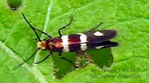 Attēlu rezultāti vaicājumam “Micropterix aureatella”