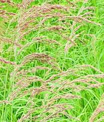 Attēlu rezultāti vaicājumam “Calamagrostis canescens leaf”