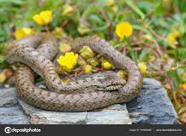 Attēlu rezultāti vaicājumam “Coronella austriaca adult”