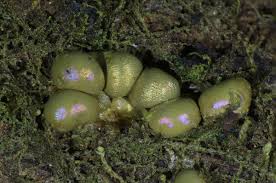 Attēlu rezultāti vaicājumam “Dianemataceae”