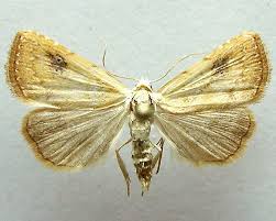 Attēlu rezultāti vaicājumam “Rivula sericealis”