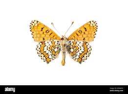 Attēlu rezultāti vaicājumam “Melitaea cinxia upperside”