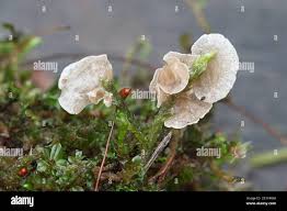 Attēlu rezultāti vaicājumam “Arrhenia retiruga”