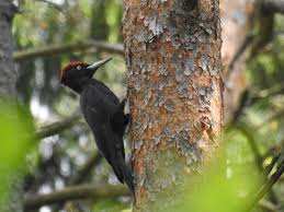 Attēlu rezultāti vaicājumam “Dryocopus martius”