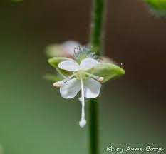 Attēlu rezultāti vaicājumam “Circaea lutetiana bud”
