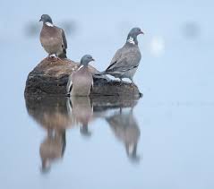 Attēlu rezultāti vaicājumam “Columba palumbus adult”
