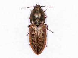 Attēlu rezultāti vaicājumam “Prosternon tessellatum”