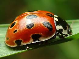 Attēlu rezultāti vaicājumam “Anatis ocellata”