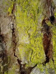 Attēlu rezultāti vaicājumam “Chrysothrix candelaris”