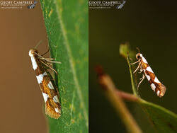 Attēlu rezultāti vaicājumam “Argyresthiidae”