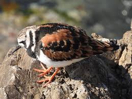 Attēlu rezultāti vaicājumam “Arenaria interpres adult”