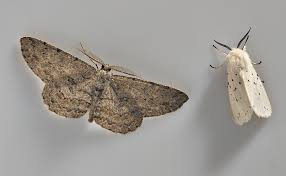 Attēlu rezultāti vaicājumam “Spilosoma lubricipeda”