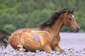 Afbeeldingsresultaat voor paarden