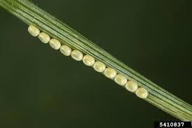 Attēlu rezultāti vaicājumam “Bupalus piniaria”