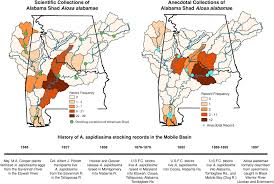 Image result for Alosa alabamae