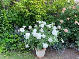 「アイスバーグ」の画像検索結果