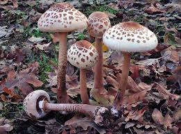 Attēlu rezultāti vaicājumam “Macrolepiota rhacodes var. bohemica”