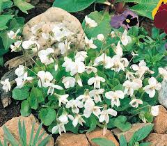Image result for Viola odorata