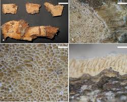 Attēlu rezultāti vaicājumam “Elmerina caryae”