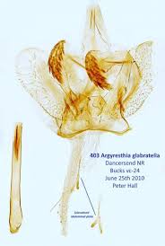 Attēlu rezultāti vaicājumam “Argyresthiidae”