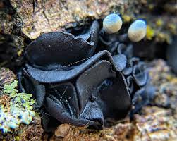 Attēlu rezultāti vaicājumam “Holwaya mucida”