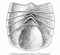 Attēlu rezultāti vaicājumam “Phyllobrotica quadrimaculata”