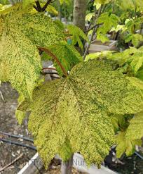 Attēlu rezultāti vaicājumam “Acer pseudoplatanus”