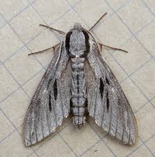 Attēlu rezultāti vaicājumam “Sphinx pinastri”