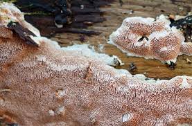 Attēlu rezultāti vaicājumam “Junghuhnia collabens”