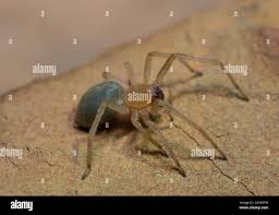 Attēlu rezultāti vaicājumam “Cheiracanthium sp.”