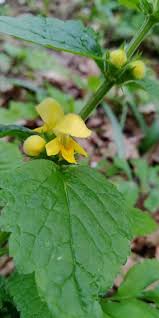 Attēlu rezultāti vaicājumam “Lamiastrum galeobdolon leaf”