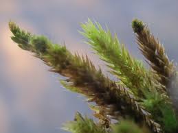 Attēlu rezultāti vaicājumam “Leucodon sciuroides”