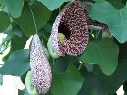 Attēlu rezultāti vaicājumam “Aristolochia durior leaf”
