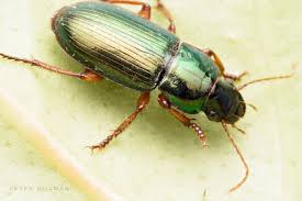 Attēlu rezultāti vaicājumam “Harpalus sp.”