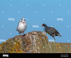 Attēlu rezultāti vaicājumam “Larus ridibundus eggs”