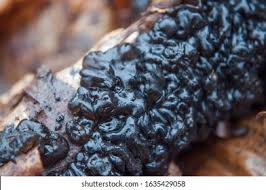 Attēlu rezultāti vaicājumam “Exidia glandulosa”