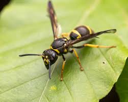 Attēlu rezultāti vaicājumam “Ancistrocerus sp. male”