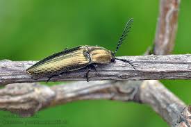 Attēlu rezultāti vaicājumam “Ctenicera pectinicornis female”