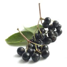 Attēlu rezultāti vaicājumam “Sambucus nigra fruit”
